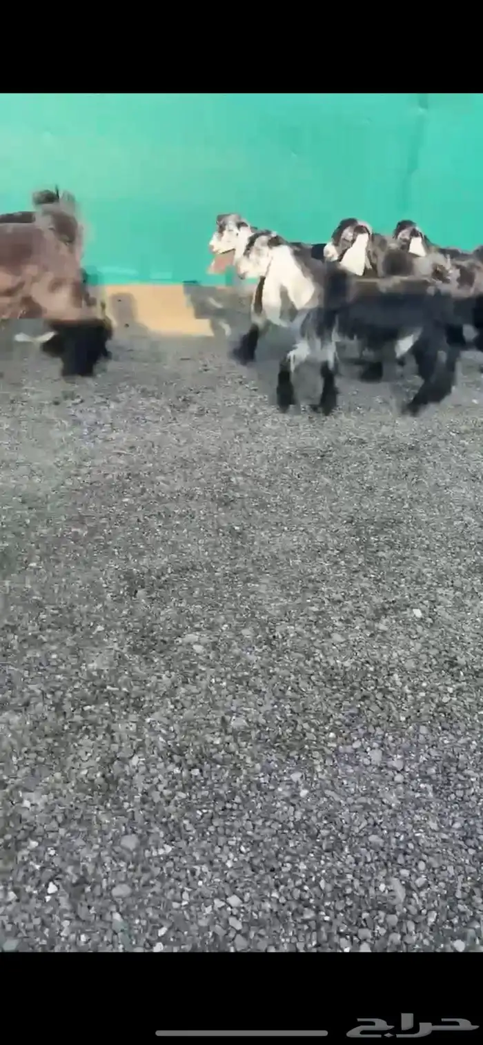 جفرات عوارضض خصصصم 1