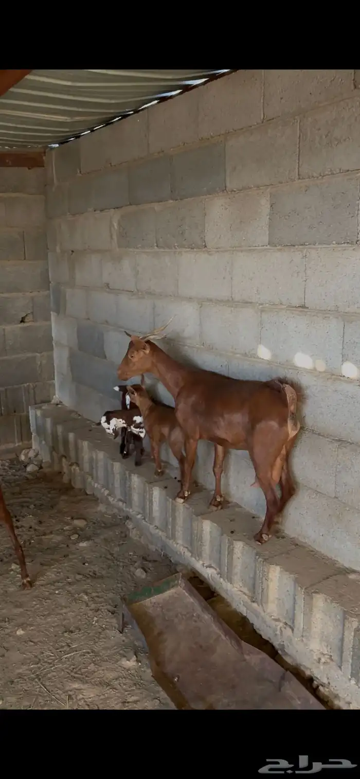 معزا متابيع 4