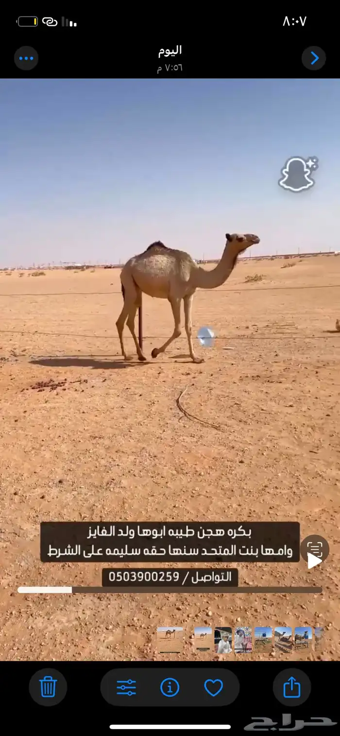 اللبيع 0