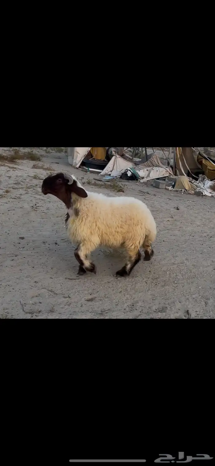 مشروع فحل نعيم صنف 0