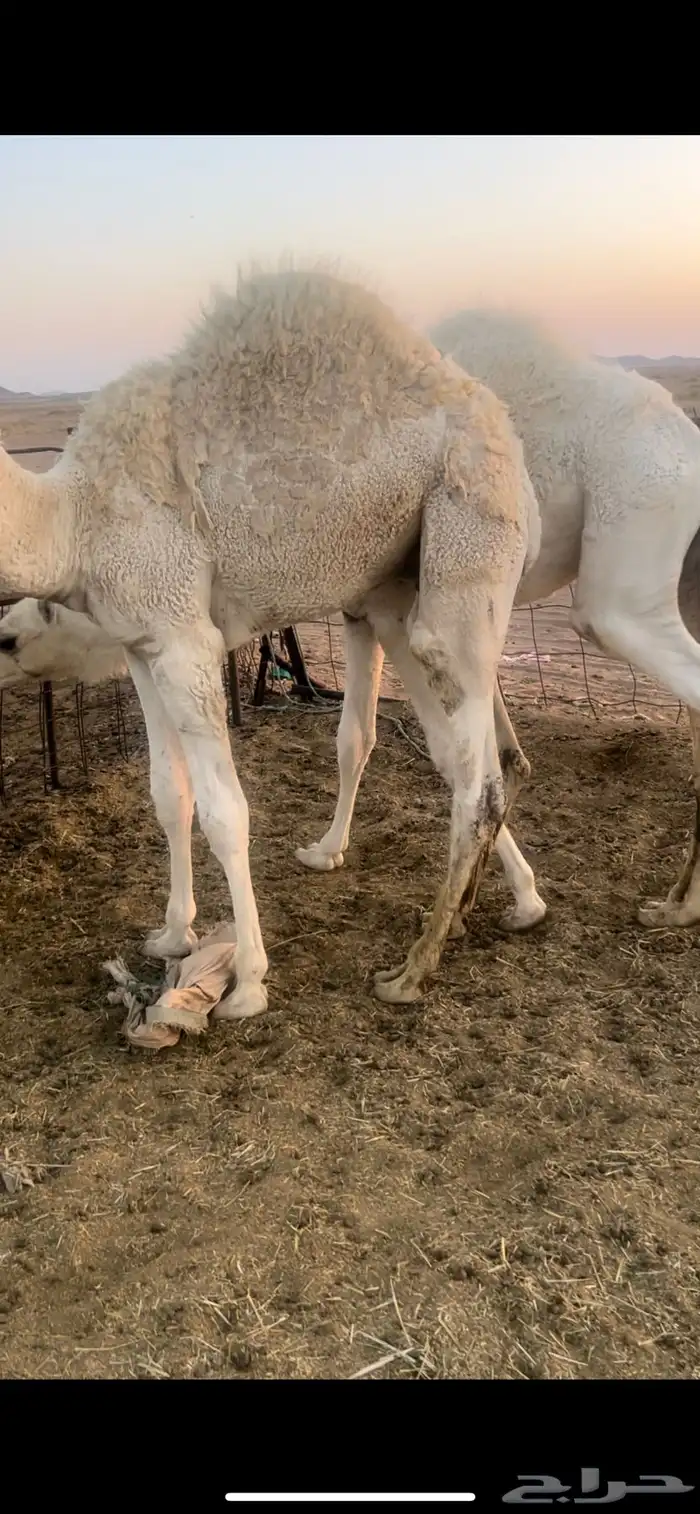 حيران بريه طيبه حليب العمر 7شهور 3