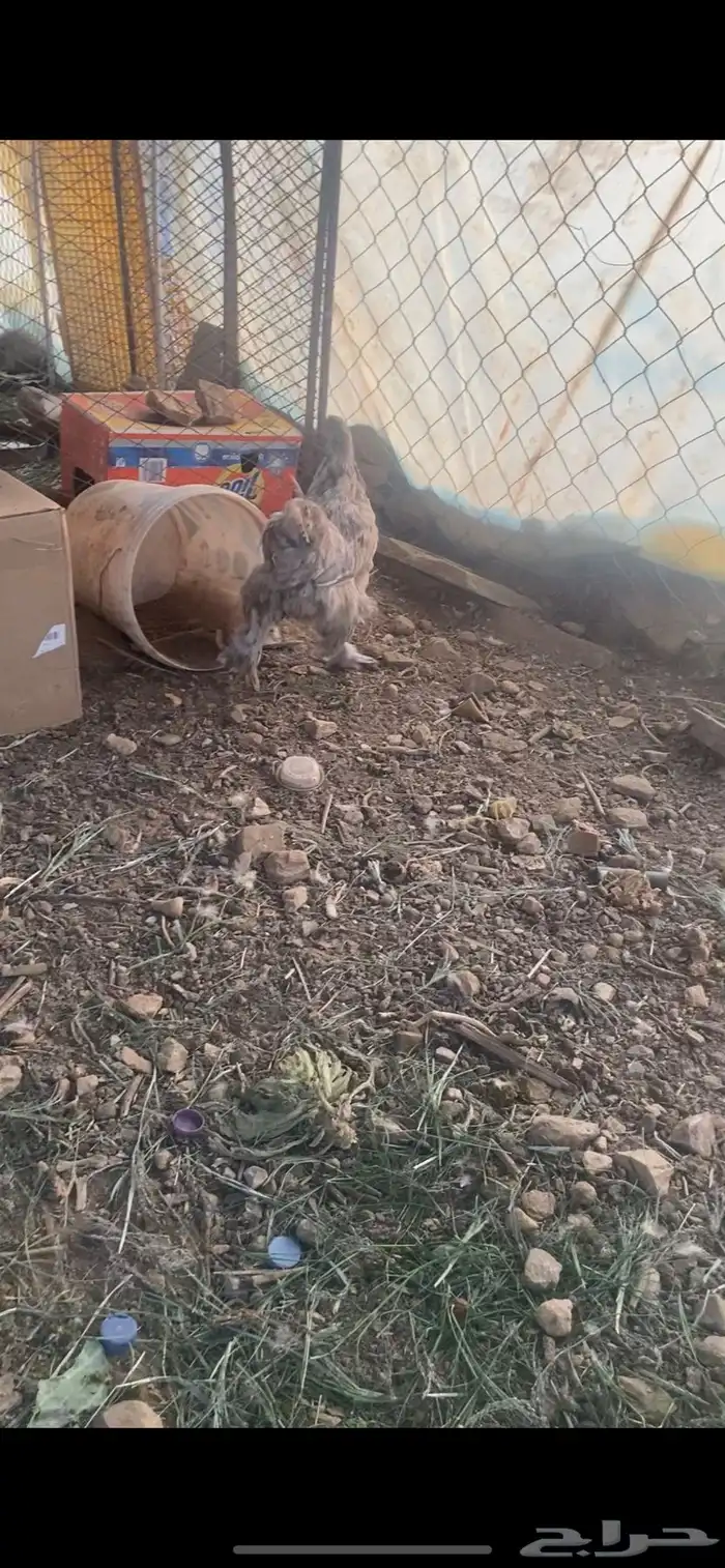 دجاجه برهما 0