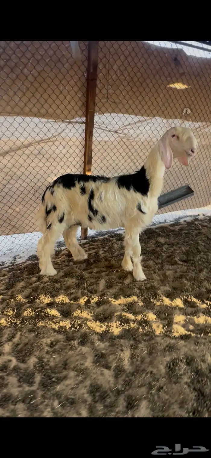مشروع فحل نجدي كايف 2