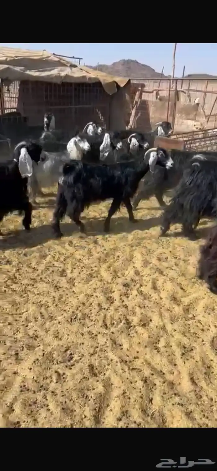 معزا مراح 1