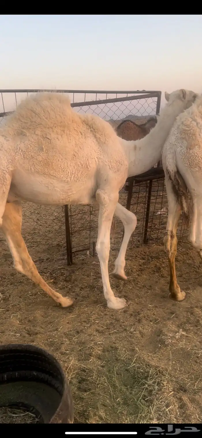 حيران بريه طيبه حليب العمر 7شهور 2