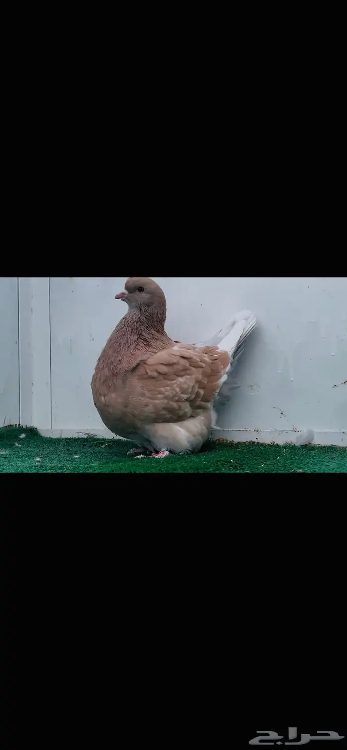 انثى فرش كريمي top 9