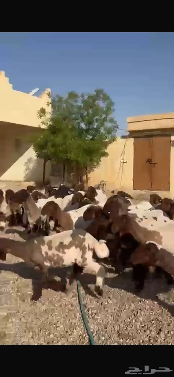 غنم نعيم جذعات 5