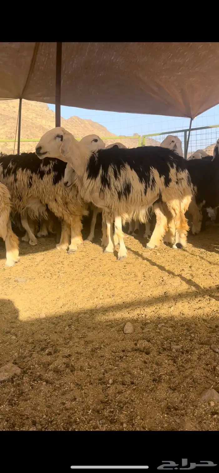 فحل نجدي صنف 6
