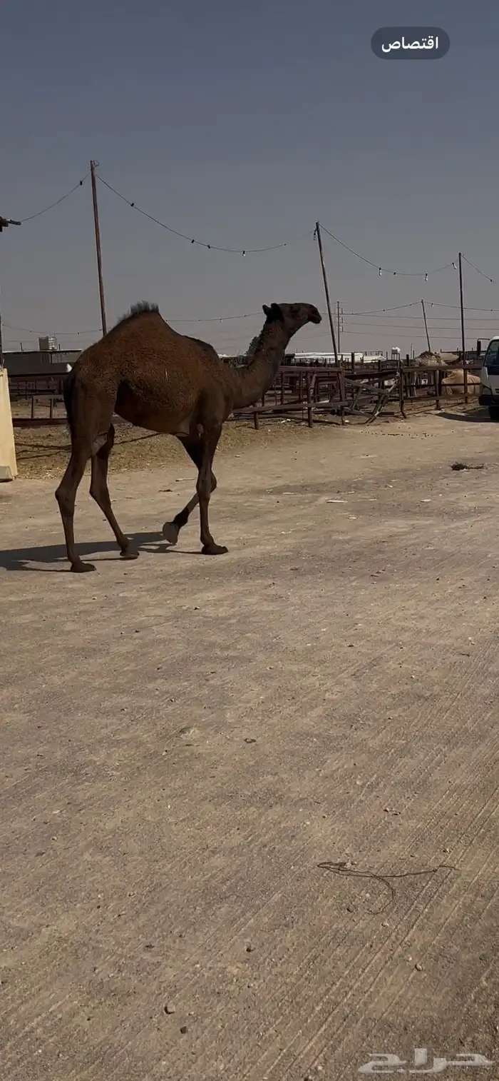 بكره دلمه فريحيه 3