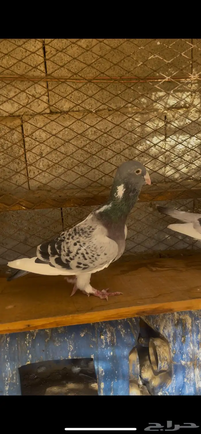 ثلاثه اجواز حمام بلق 7