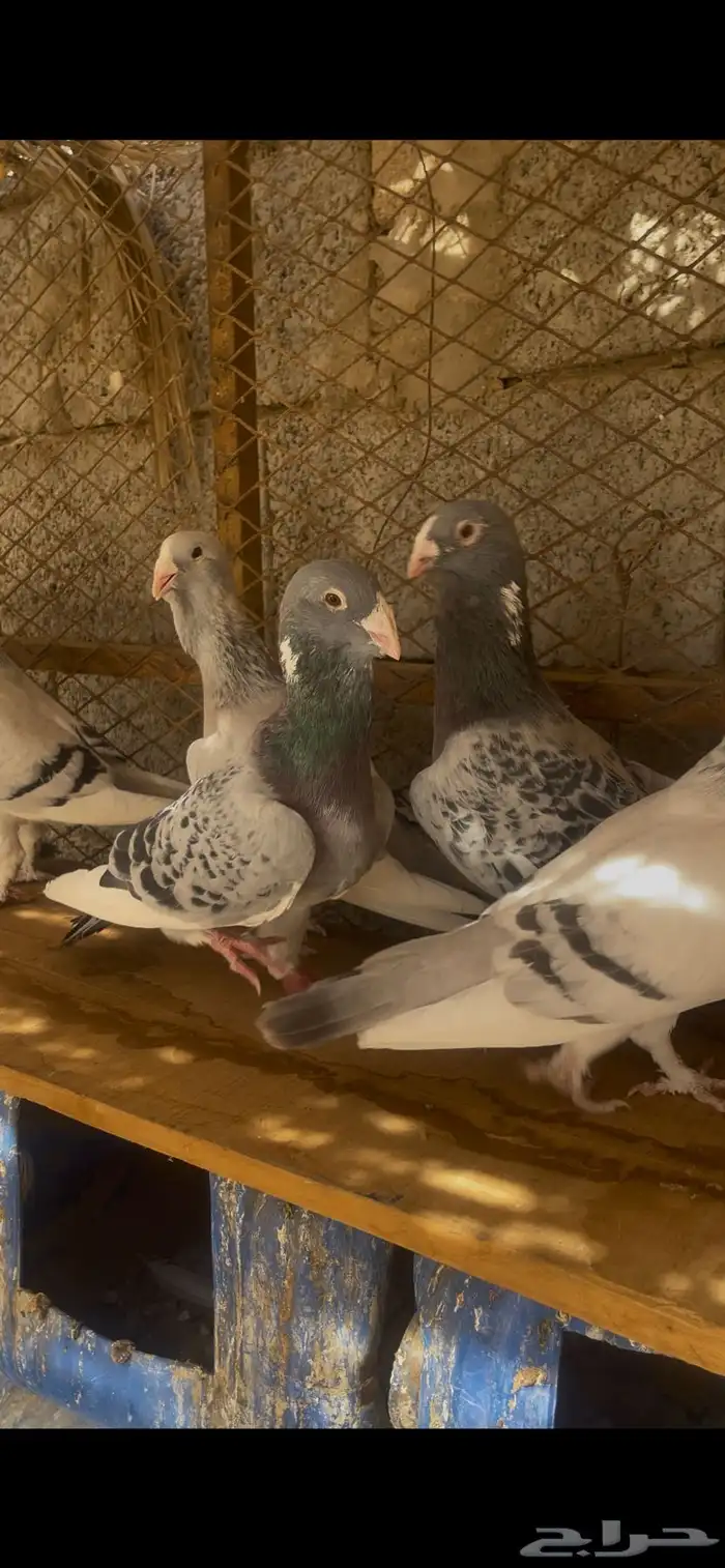 ثلاثه اجواز حمام بلق 2