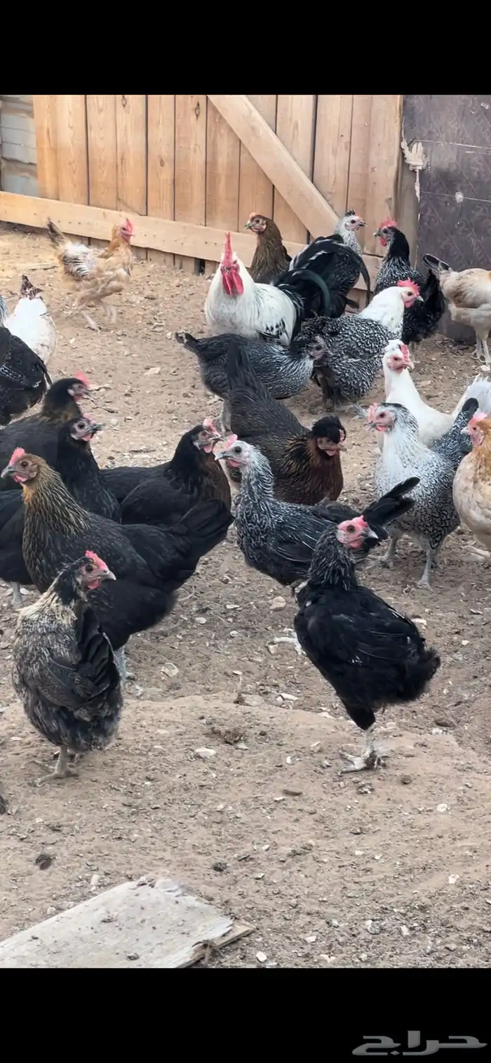 دجاج بياض طيب اغلبه فيومي 1