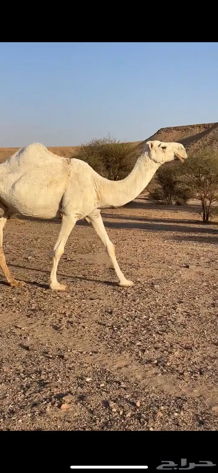 عشرا وضحا ام رابع حدرها قعود سليمت العذاريب شرط 9