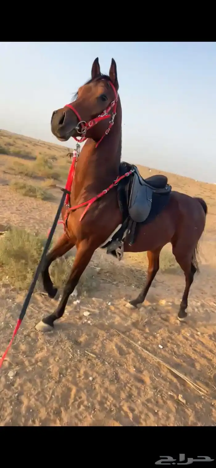 حصان شعبي شيخ 4