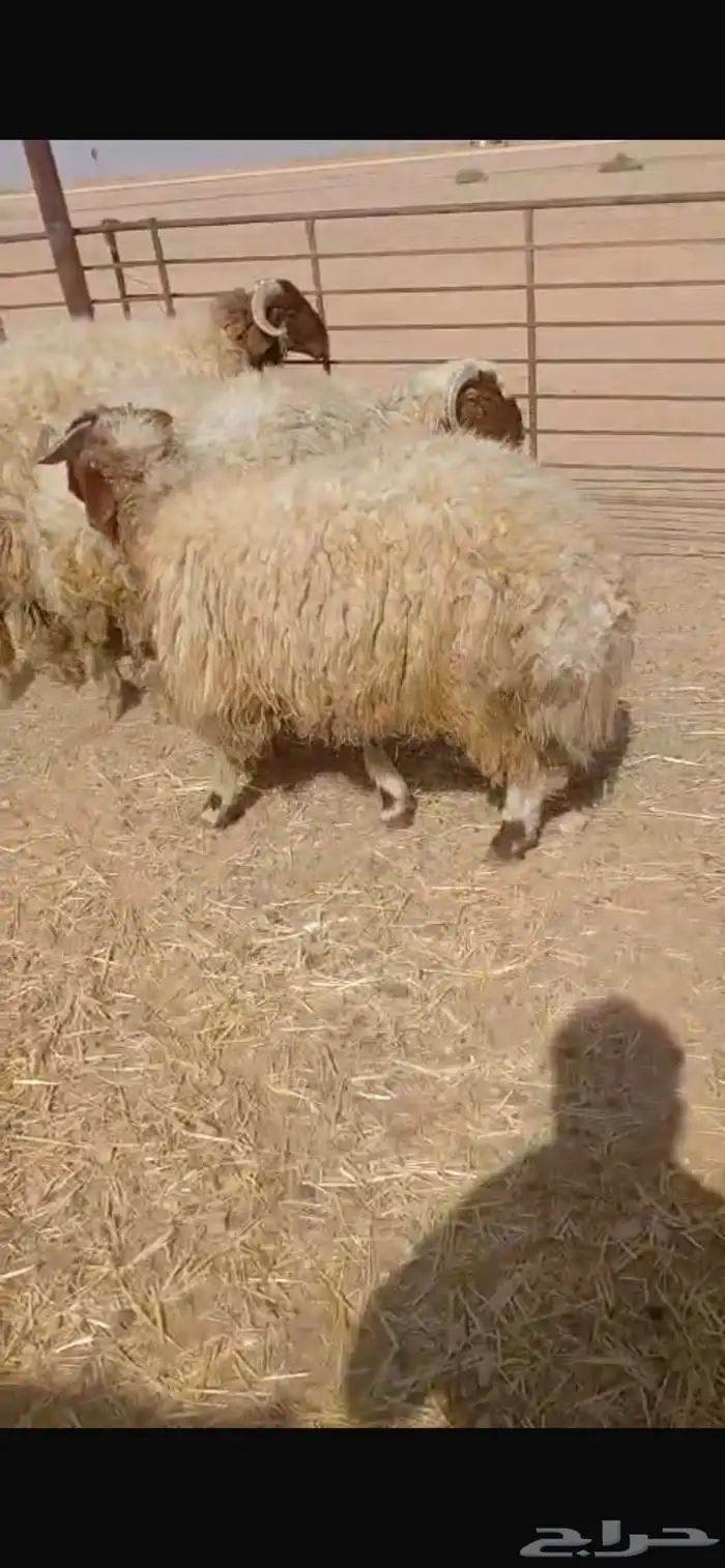 ذبايح ثلاث خرفان خافره كناور 0