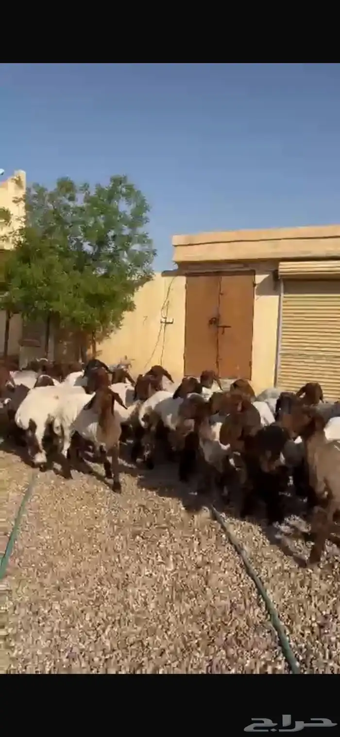 غنم نعيم جذعات 3