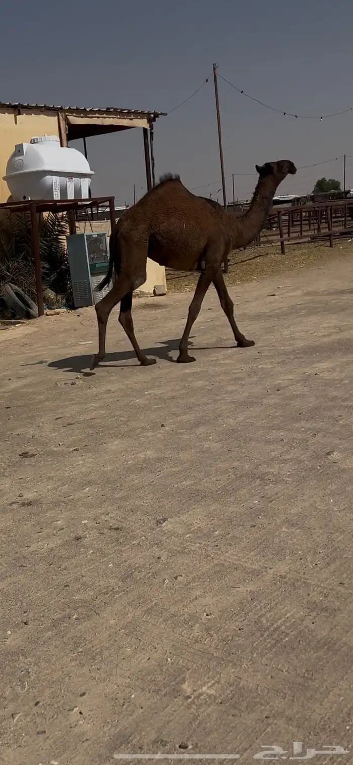 بكره دلمه فريحيه 2
