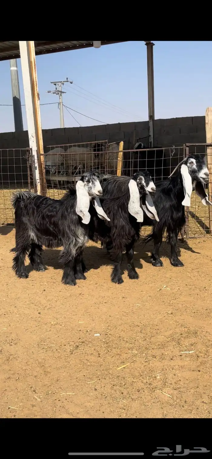 معزاء عوارض 0