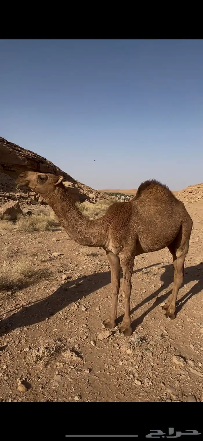 بعير عووني كفوو 3