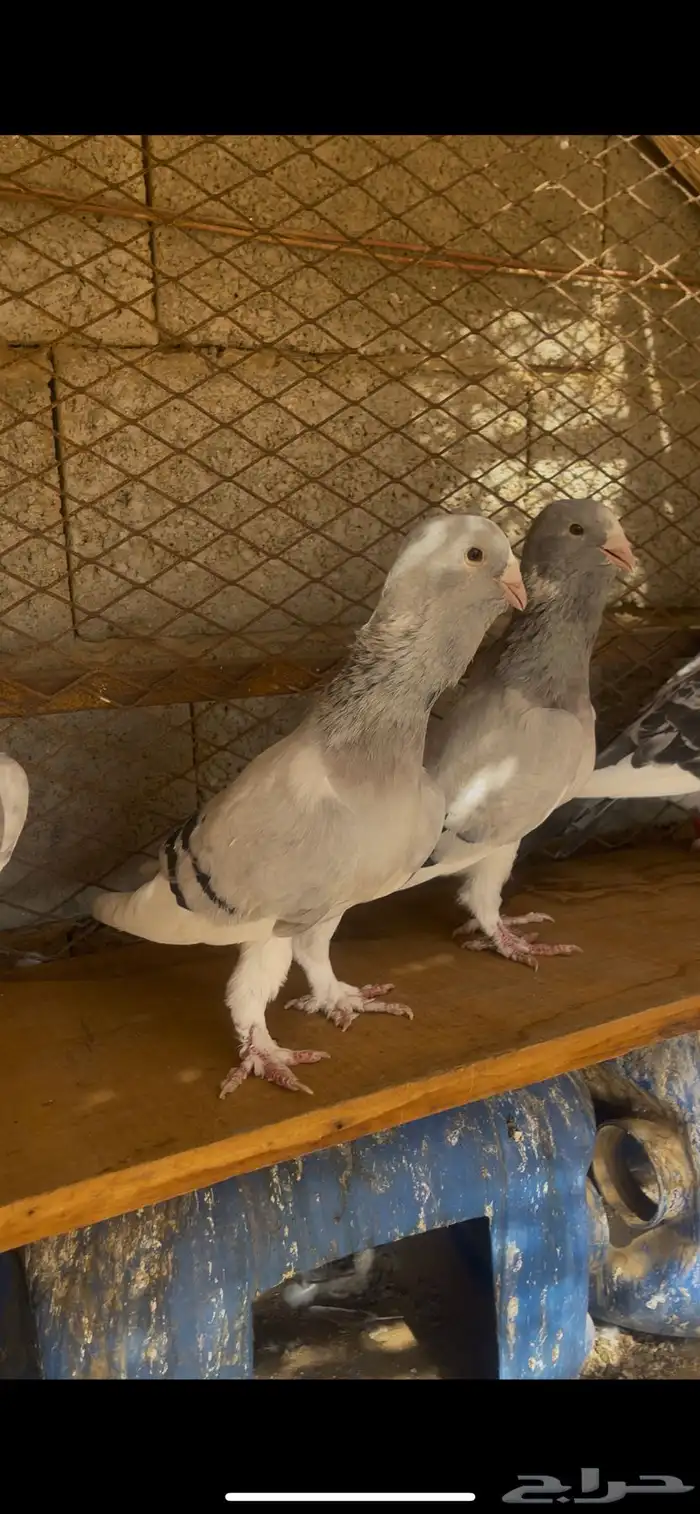 ثلاثه اجواز حمام بلق 1