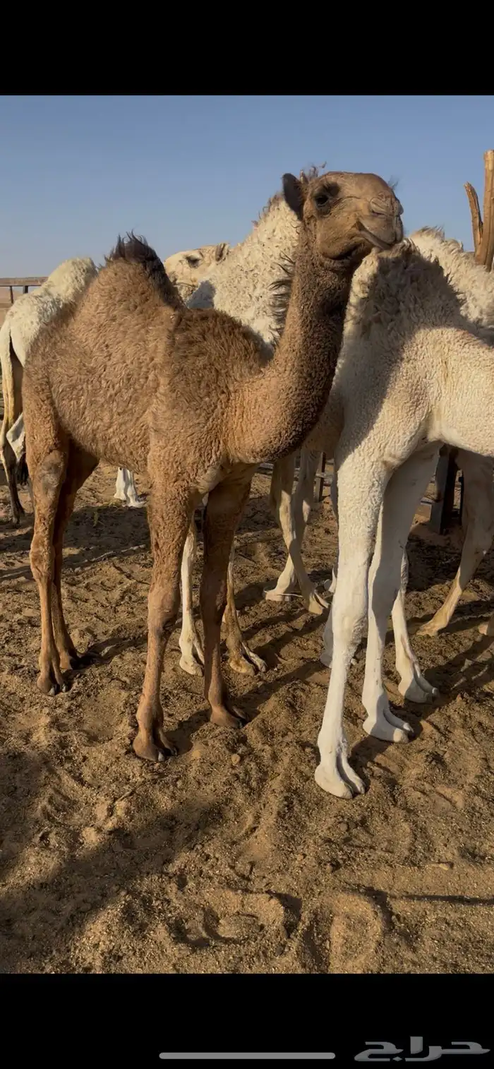 بعير غرنوقي 2