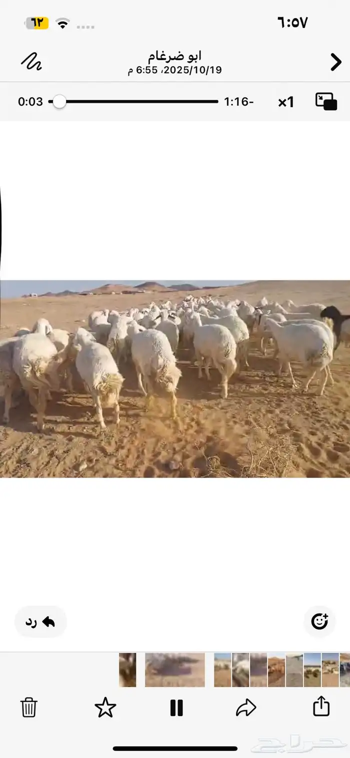 للبيع ضان حرش مراح واحد العدد100 مولده منها 29 تحتها 29 0