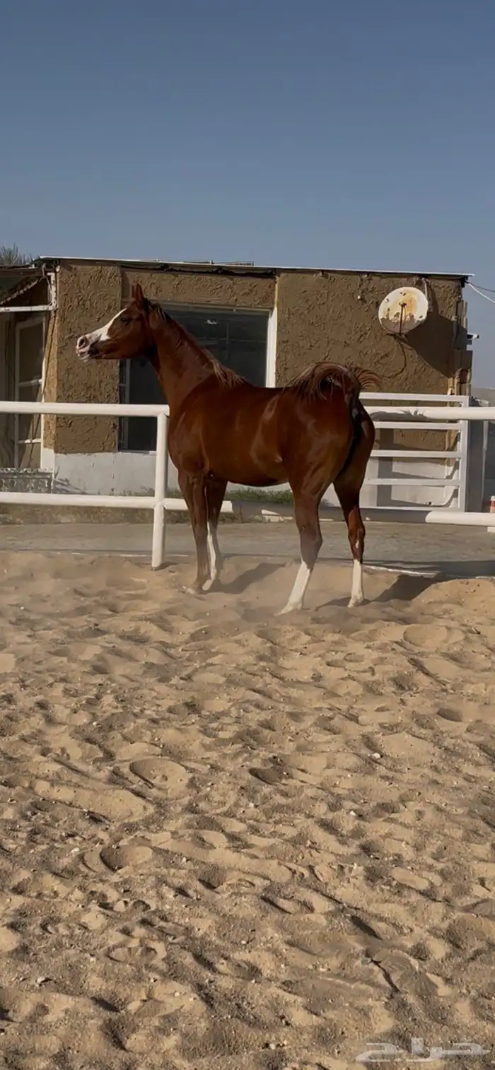 فرس شعبية فاخره 0