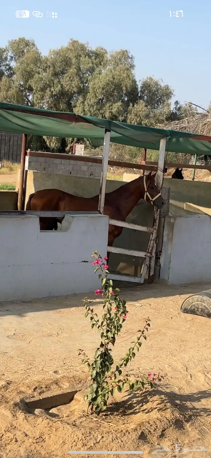 حصان عربي اصيل اوراق 4