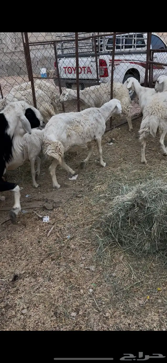 حريات دفيع بفحلها وقبل ابل ولا حشو 5