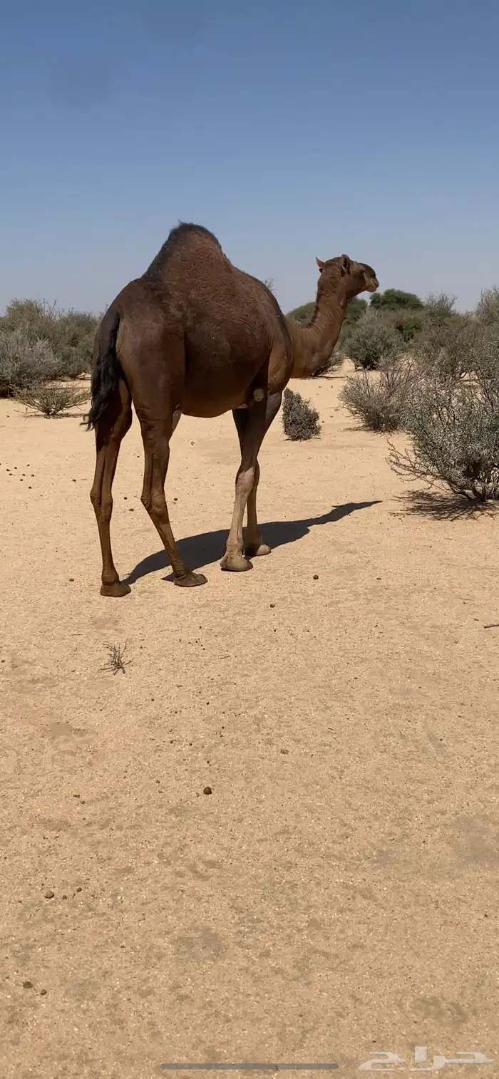 جذعه ملاقي 2