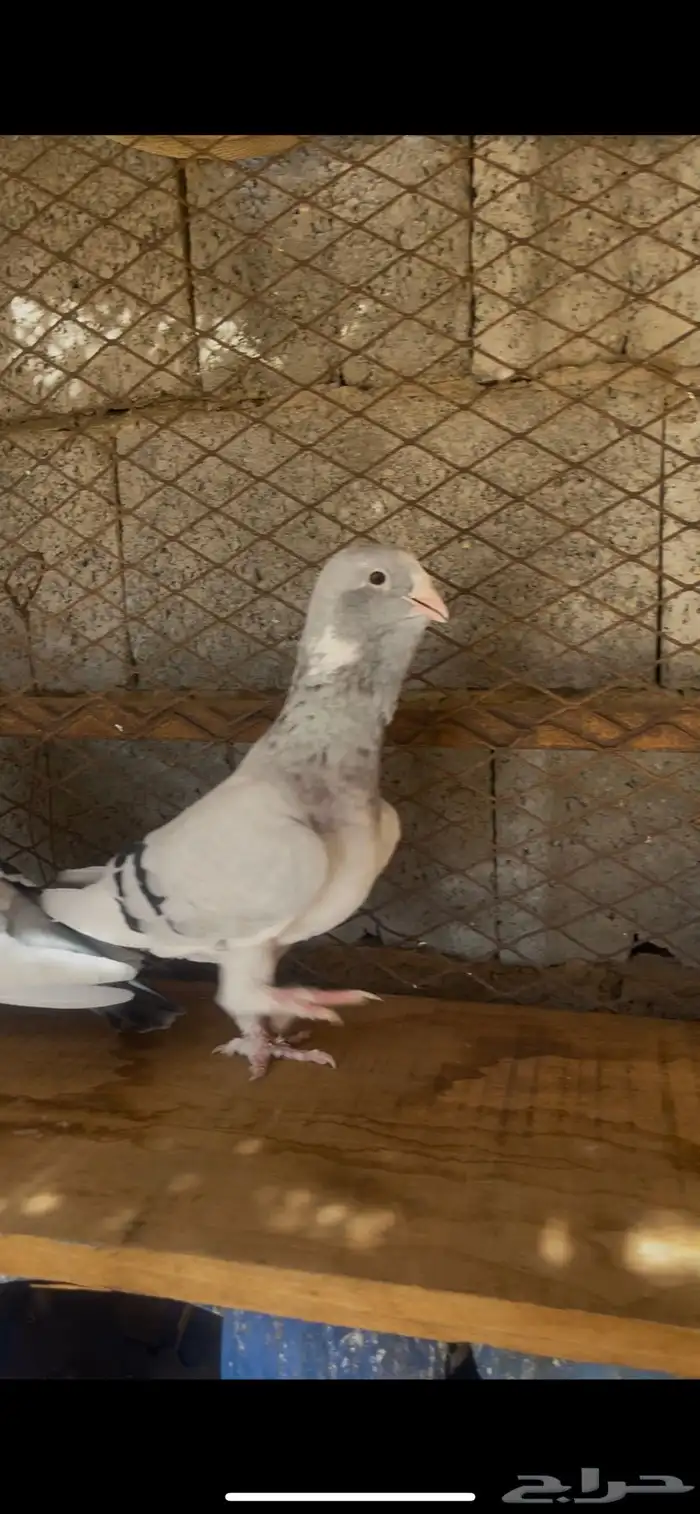 ثلاثه اجواز حمام بلق 3