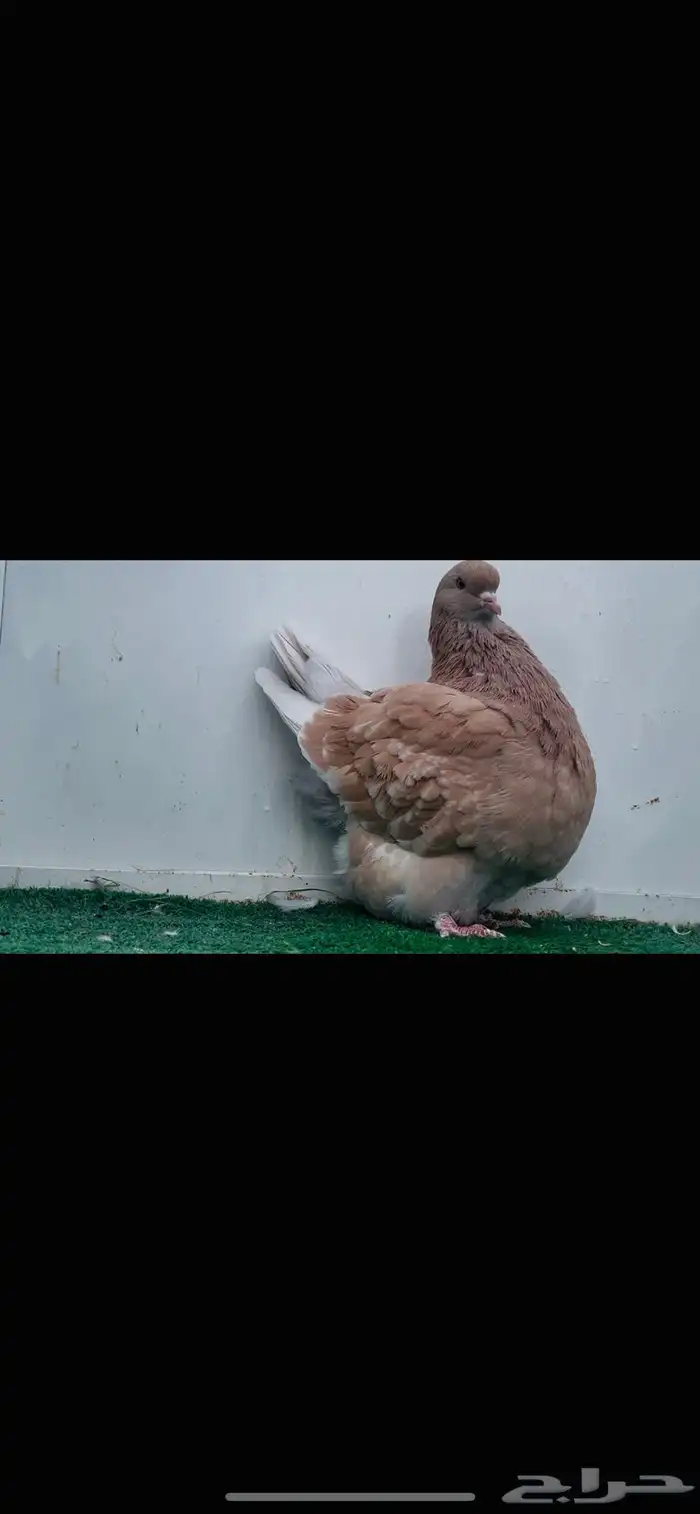 انثى فرش كريمي top 5