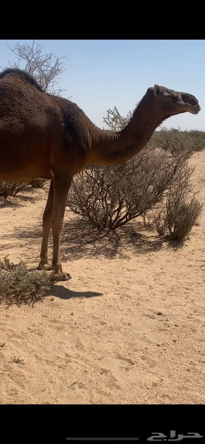 جذعه ملاقي 0