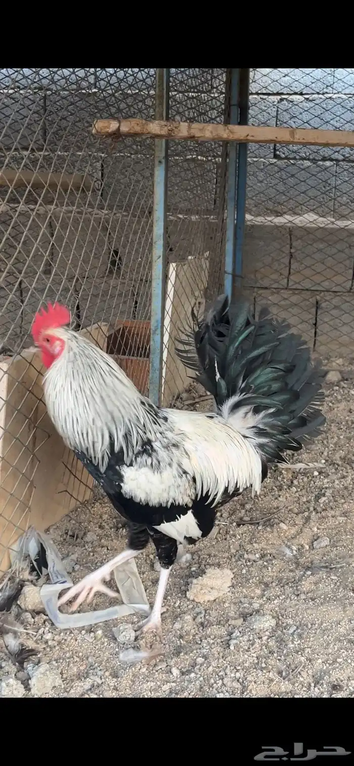ديك شوكي 1