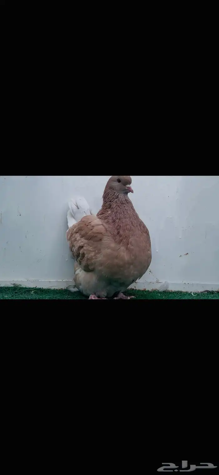 انثى فرش كريمي top 1
