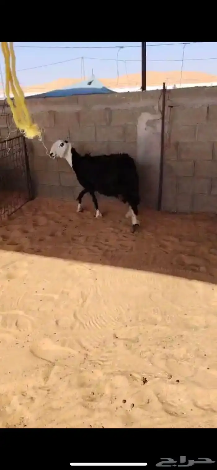 للبيع نجديه خلفه 0