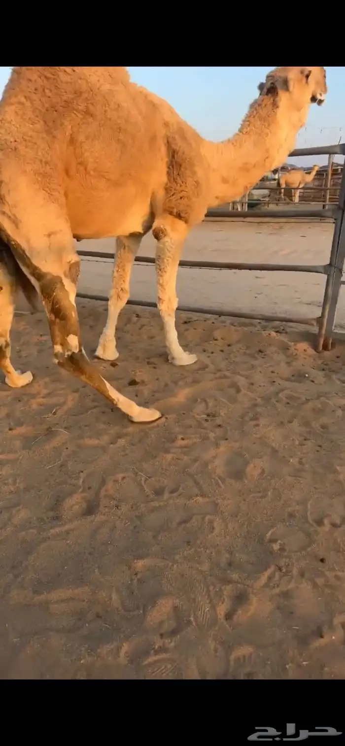 للبيع بعير اشقح 2