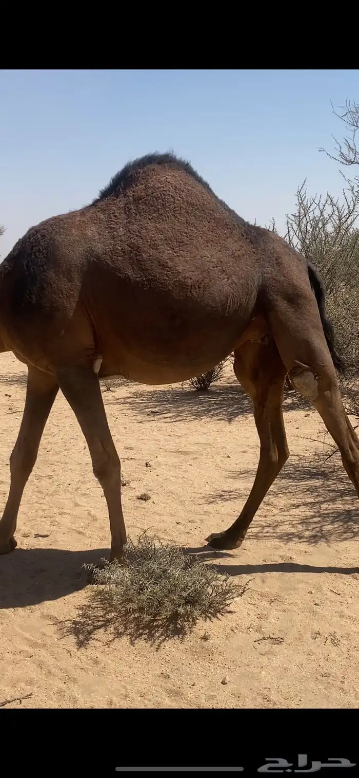 جذعه ملاقي 3