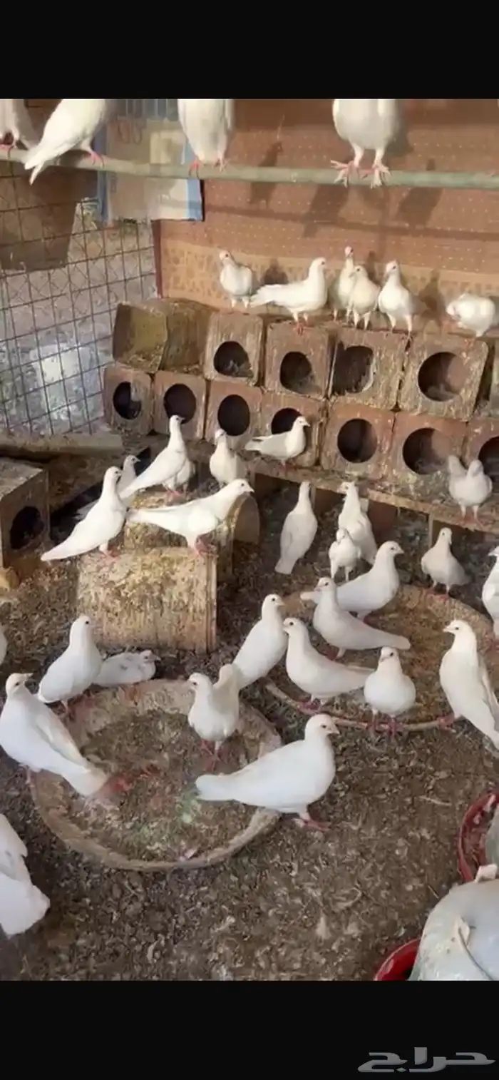 حمام فرنسي للبيع 3