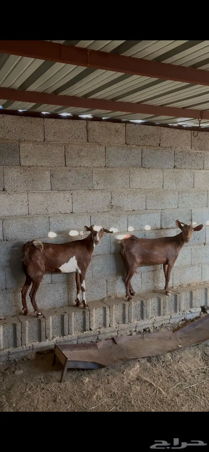معزا متابيع 3