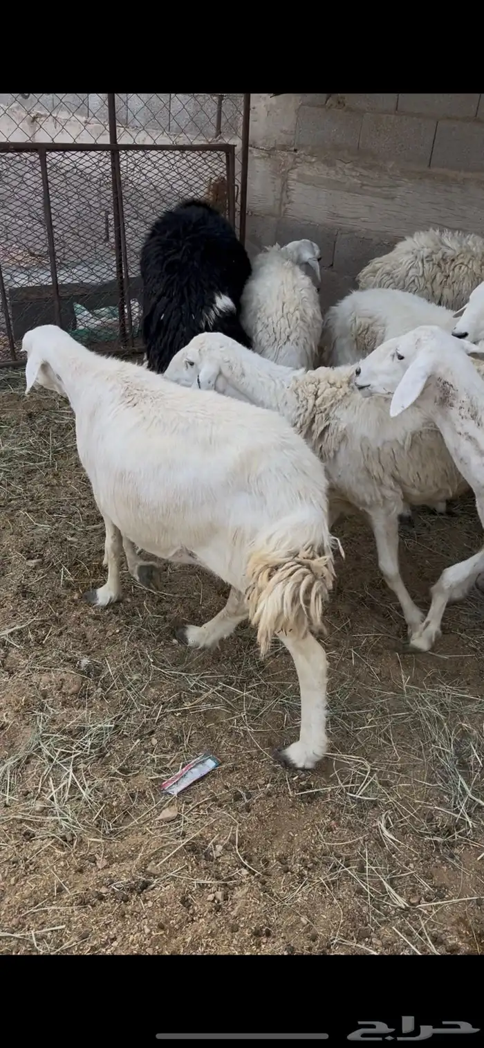 حريات دفيع بفحلها وقبل ابل ولا حشو 3