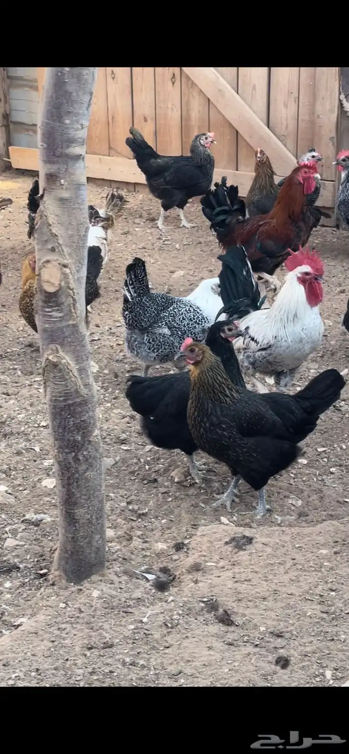 دجاج بياض طيب اغلبه فيومي 2