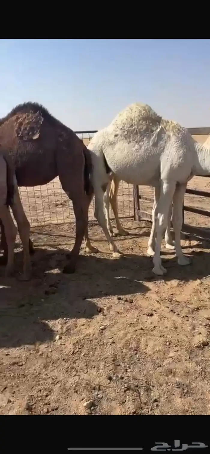 قعدان فوااخر وطايشه على حليب 3