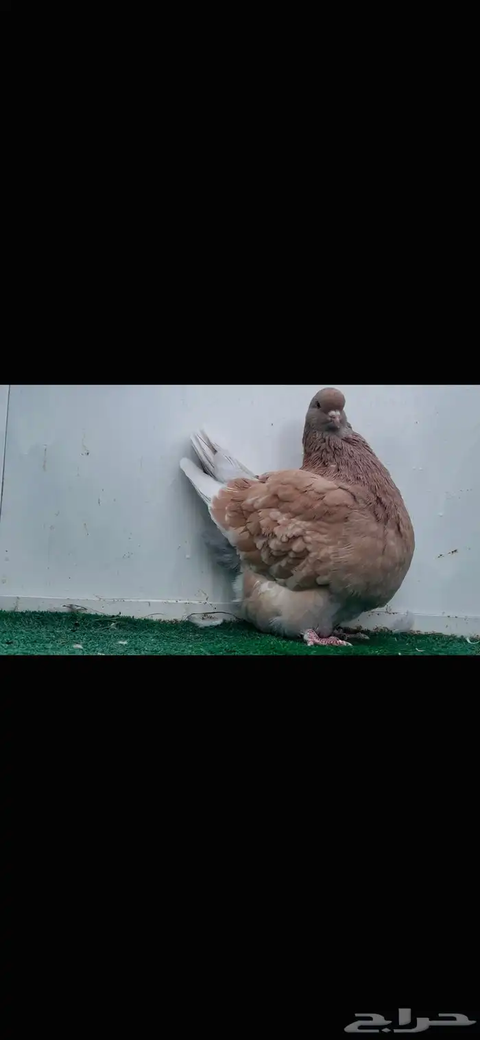 انثى فرش كريمي top 4