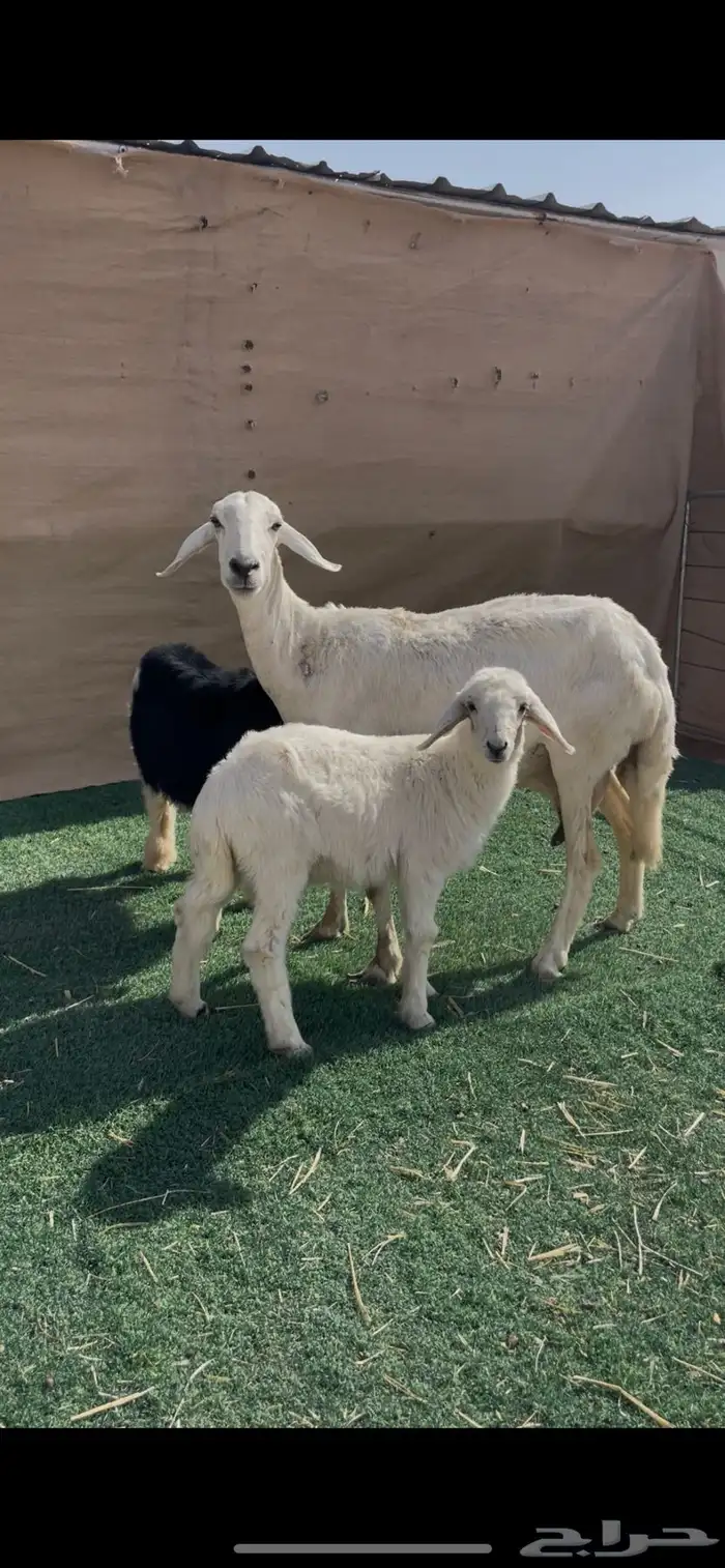 شاه حريه متاوم عيالها ذبايح 2