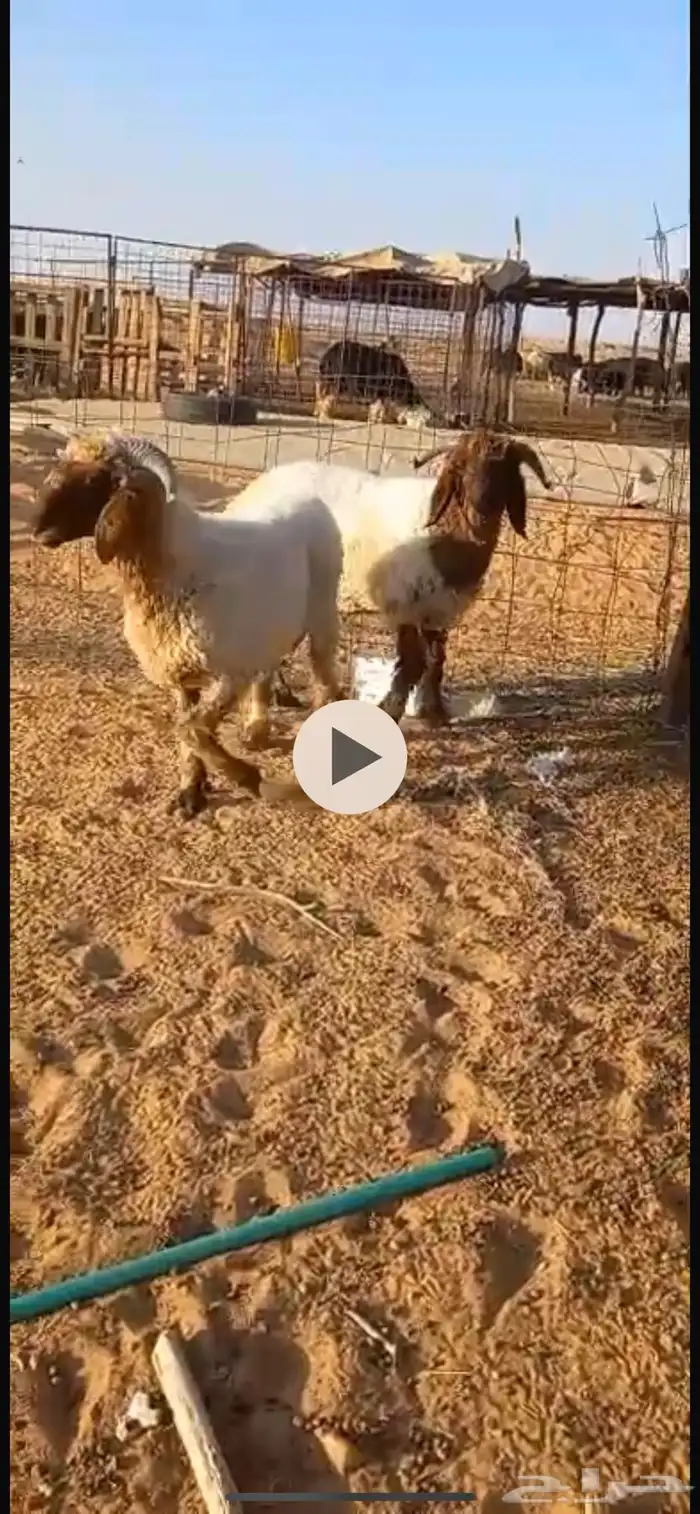 جذعان نعيم بلدي 0