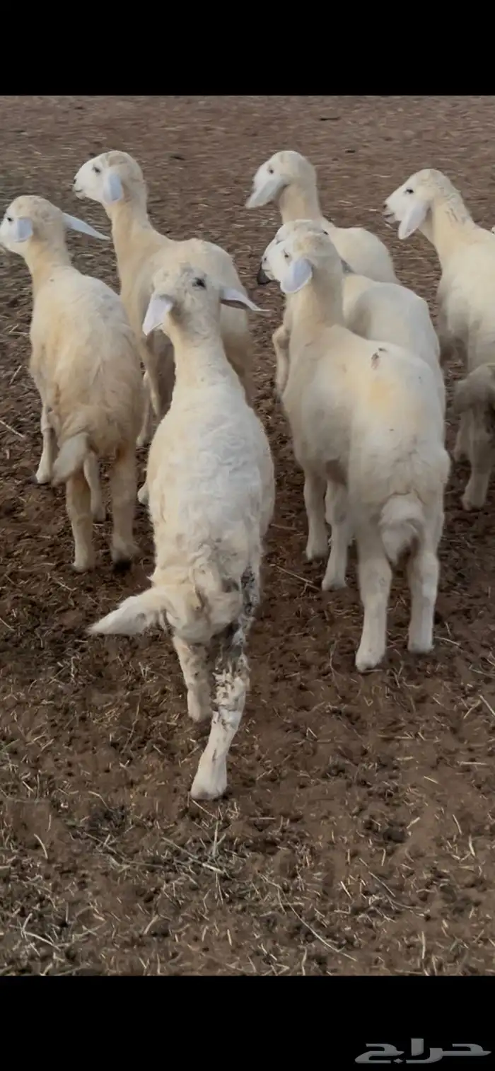 بهم تربيه منصوف 3