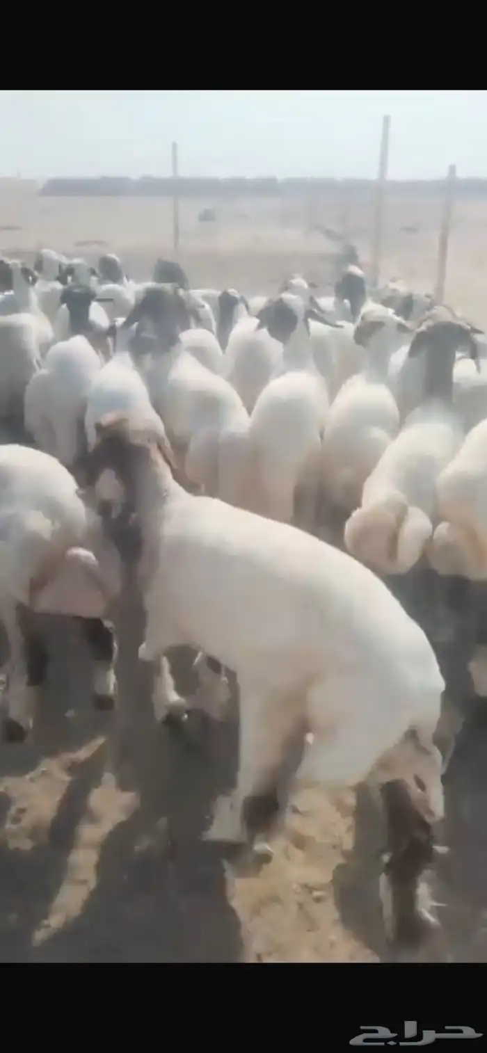 للبيع جذعات 3