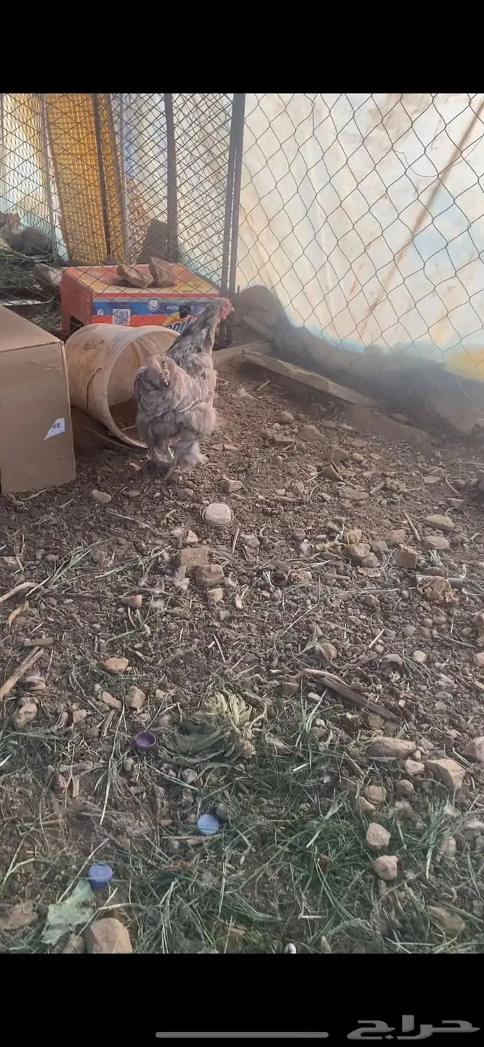 دجاجه برهما 1