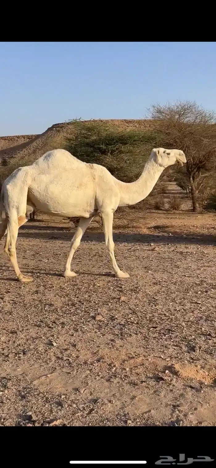 عشرا وضحا ام رابع حدرها قعود سليمت العذاريب شرط 7